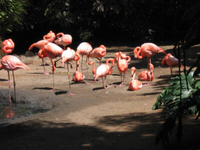 B461355058 Flamingos ZA