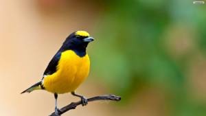 Beautiful-Yellow-Birds-06